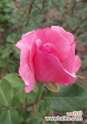 绽放生命之美 粉色月季花语