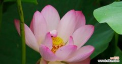 探索荷花的花语 荷花的花语与意义