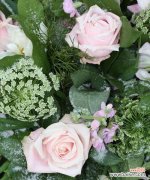 探寻粉色玫瑰花的神秘密码 11朵粉色玫瑰的意义与象征