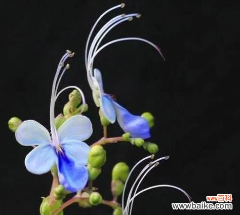 探索香堇花的象征意义及其在人们生活中的重要性 以香堇花传递友谊和希望的力量