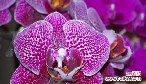 探索香堇花的象征意义及其在人们生活中的重要性 以香堇花传递友谊和希望的力量