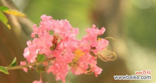 探究紫薇花的文化内涵和神秘力量 紫薇花的象征意义与寓意