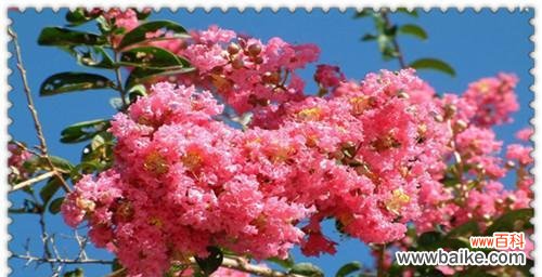 探究紫薇花的文化内涵和神秘力量 紫薇花的象征意义与寓意