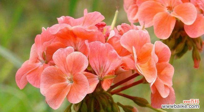 与相遇共舞的缘分 相逢之花——以百合花语为主题的文章