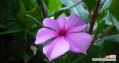 揭开长春花花语的神秘面纱 长春花的花语之美