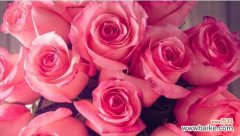 玫瑰花的多彩世界及其情感寓意 玫瑰花的颜色传达的意义与象征