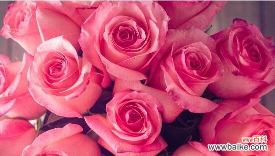玫瑰花的多彩世界及其情感寓意 玫瑰花的颜色传达的意义与象征