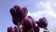 揭秘黑色郁金香的花语及背后的意义 黑色郁金香