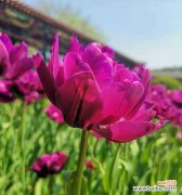 白色康乃馨的象征意义及其在人际关系中的重要性 以白色康乃馨代表原谅宽恕