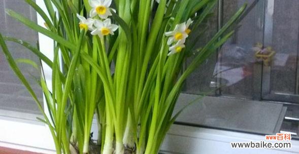 借由水仙花的美丽与坚韧 水仙花的象征意义——生命与希望的化身