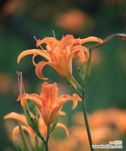 唤醒心中的美好 以萱草花的寓意象征