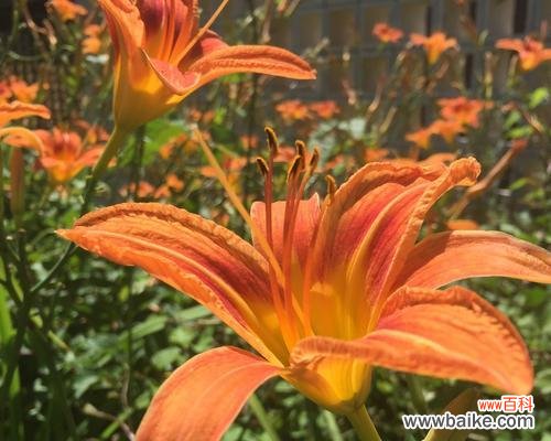 唤醒心中的美好 以萱草花的寓意象征