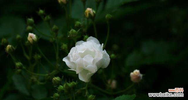 寓意深远的白蔷薇 白蔷薇的花语