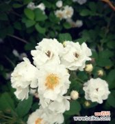 寓意深远的白蔷薇 白蔷薇的花语