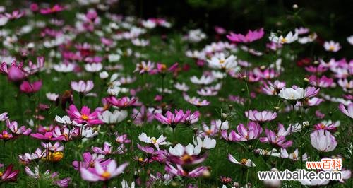 探索大波斯菊的花语和美丽之谜 大波斯菊