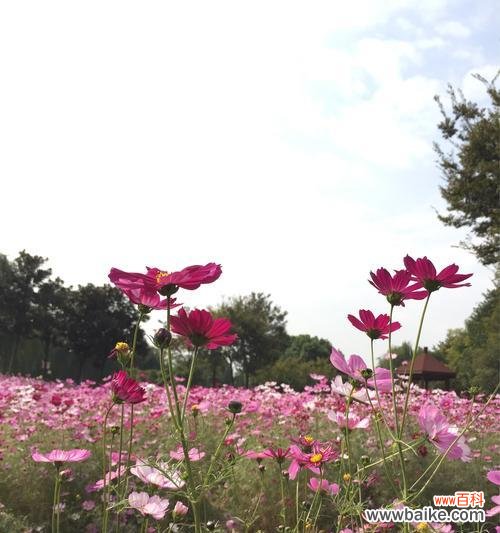 探索大波斯菊的花语和美丽之谜 大波斯菊