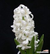 用心传递的黄色花海 黄色风信子花语