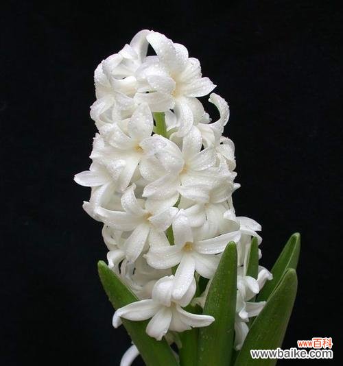 用心传递的黄色花海 黄色风信子花语