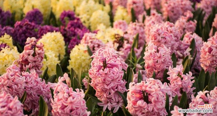 用心传递的黄色花海 黄色风信子花语