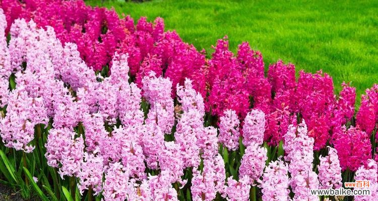 用心传递的黄色花海 黄色风信子花语