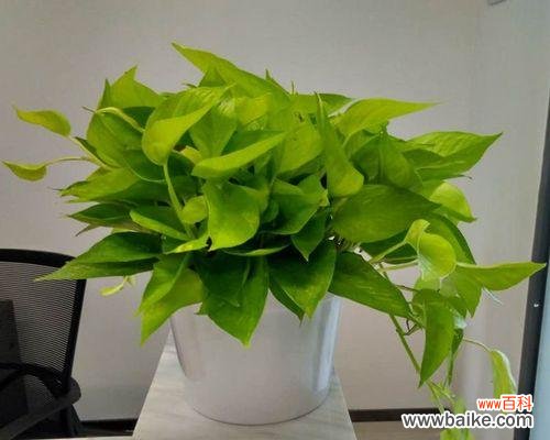 营造舒适工作环境 办公室绿萝花语