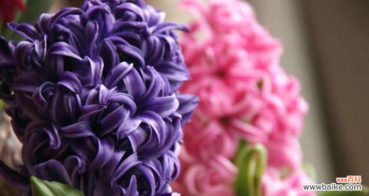 揭示爱情与守护的力量 粉色风信子的花语与寓意