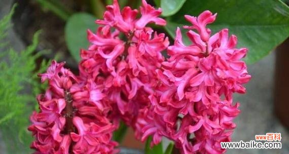 揭示爱情与守护的力量 粉色风信子的花语与寓意