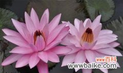 揭开埃及睡莲花语的奥秘 埃及睡莲的花语