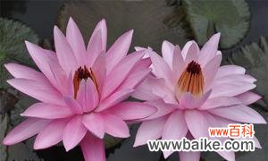 揭开埃及睡莲花语的奥秘 埃及睡莲的花语