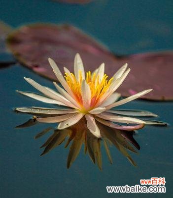 揭开埃及睡莲花语的奥秘 埃及睡莲的花语