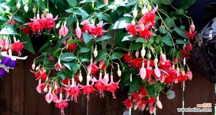 探寻倒挂金钟的寓意 倒挂金钟花语的含义与传说