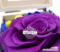 探寻永生花的特点和养护方法 永生花——美丽永恒的花语与养护