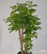 探索绿宝树在文化中的重要性与影响 绿宝树的寓意及象征意义