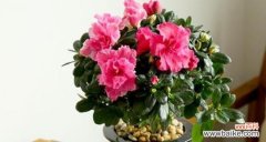 揭秘石竹花的风水禁忌及秘密 家里养石竹花的风水寓意好不好