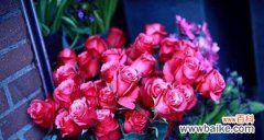 玫瑰花语的秘密与解读 玫瑰花语