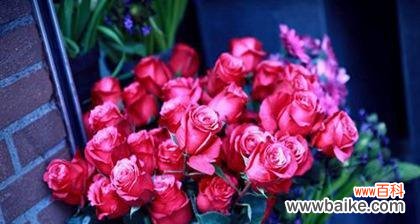 玫瑰花语的秘密与解读 玫瑰花语