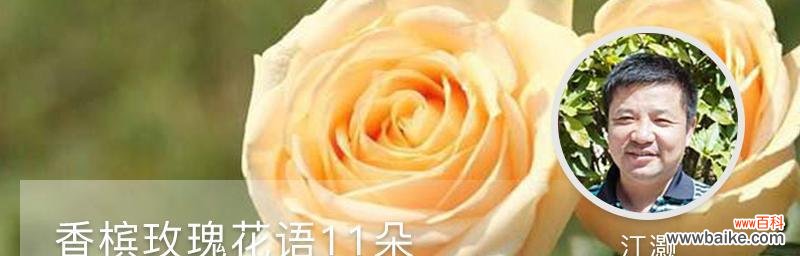 玫瑰花语的秘密与解读 玫瑰花语