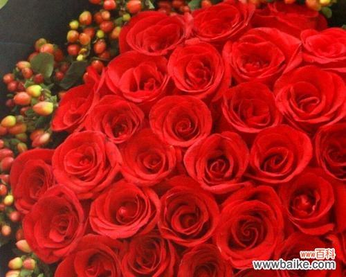 解读玫瑰花数量的象征意义 玫瑰花的寓意——多少朵才适合