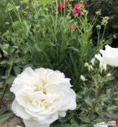 月季春化 解读月季春化现象