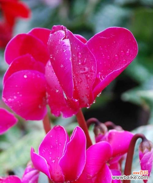 古代文人的诗词中的花卉象征及其意义 以仙客来花的寓意