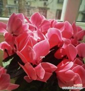 古代文人的诗词中的花卉象征及其意义 以仙客来花的寓意