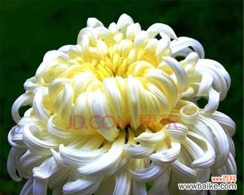 揭秘菊花在中华文化中的特殊地位 菊花的象征意义及文化传承