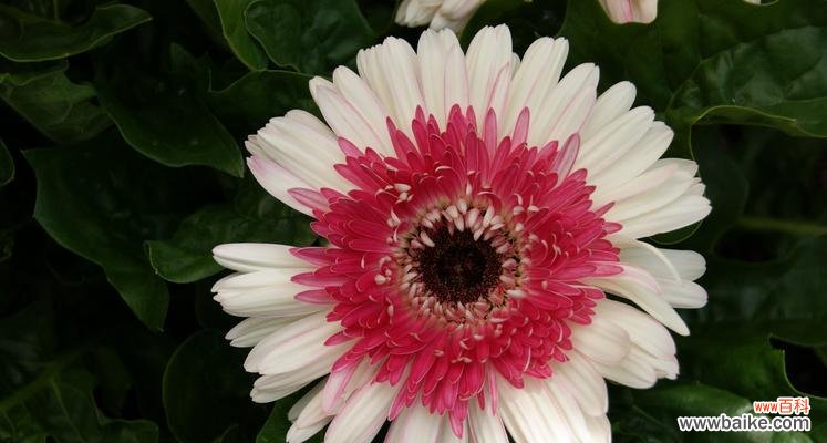 揭秘菊花在中华文化中的特殊地位 菊花的象征意义及文化传承