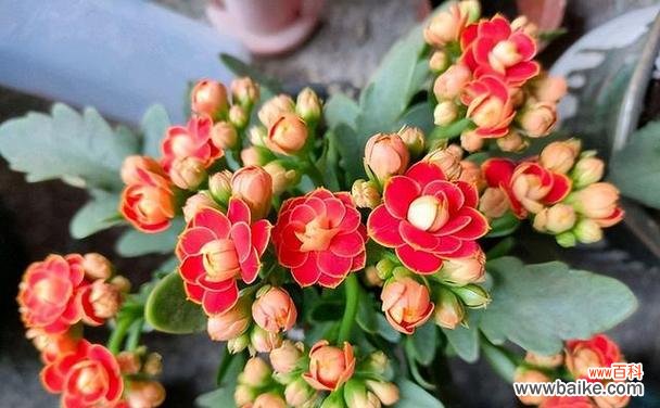 探寻不同花卉所代表的幸福 花朵的幸福寓意