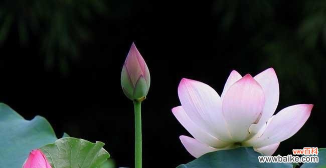 莲花的美丽与坚强 莲花的象征意义与寓意