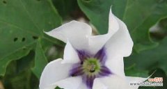 揭开曼陀罗花背后的深层意义 曼陀罗花语