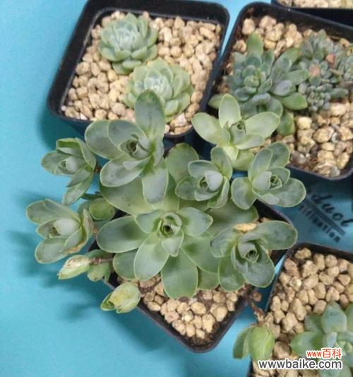 秀丽多姿的山地玫瑰绽放出爱与希望的力量 山地玫瑰之美——花开如诗