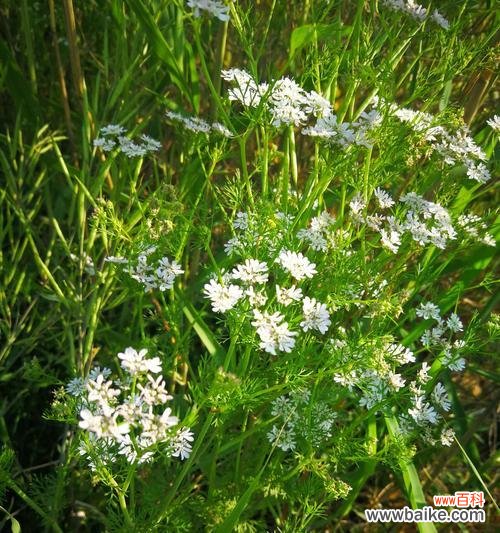 香菜的花期和开花特点简析 香菜会开花吗