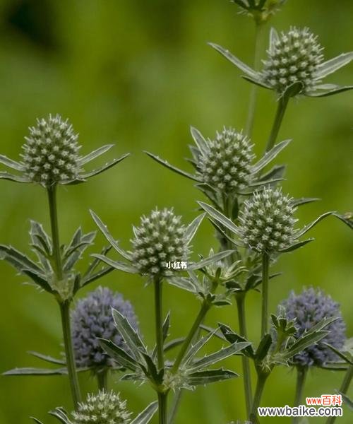 香菜的花期和开花特点简析 香菜会开花吗
