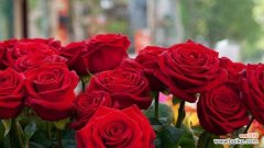 探索玫瑰花的象征和传递的情感 送玫瑰花的寓意与意义